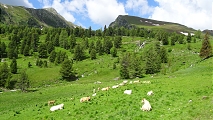 Vergrößern / Details: Blick auf den Falkertspitz im Sommer